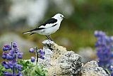 Snow Bunting